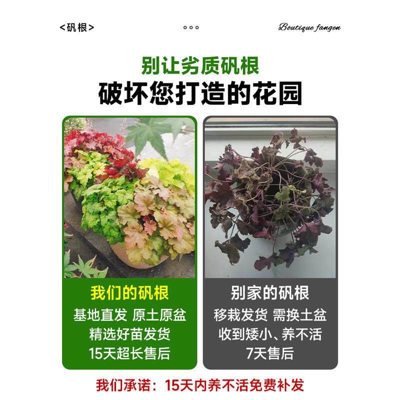 矾根盆栽花卉植物室内好养的花苗四季常青观叶庭院耐寒花园易成活