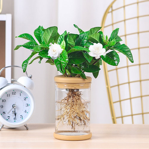 绿植室内花卉发财树办公室富贵竹水培植物绿萝净化空气驱蚊盆栽 - 图1