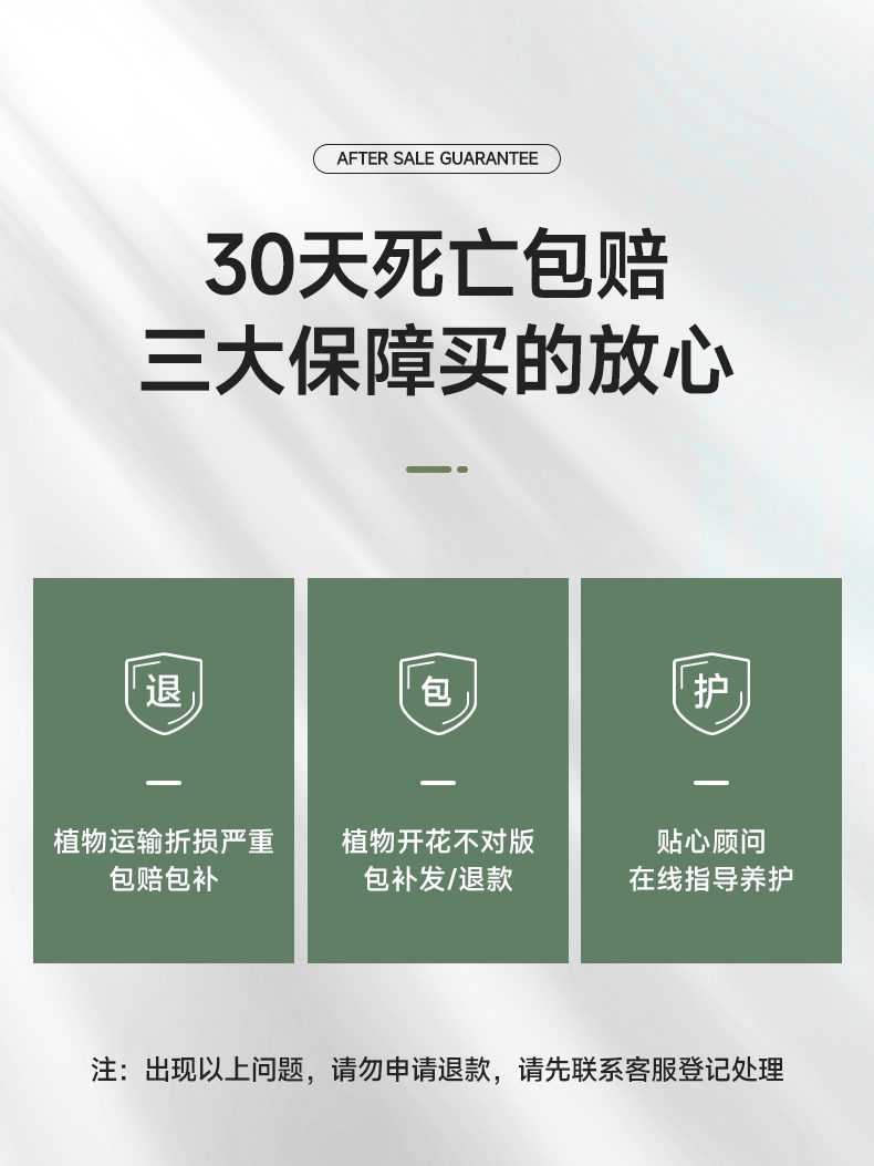 龟背竹大型盆栽绿植室内客厅吸甲醛净化空气四季常青大叶水培植物 - 图0