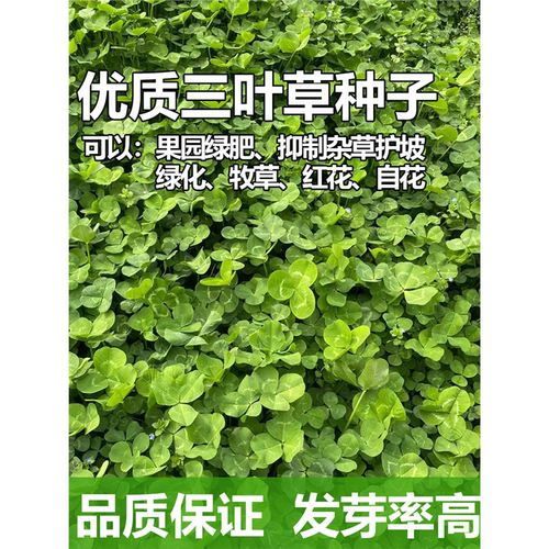 三叶草四叶草种子幸运草四季常青易种活园林绿化庭院护坡草坪种籽 - 图0