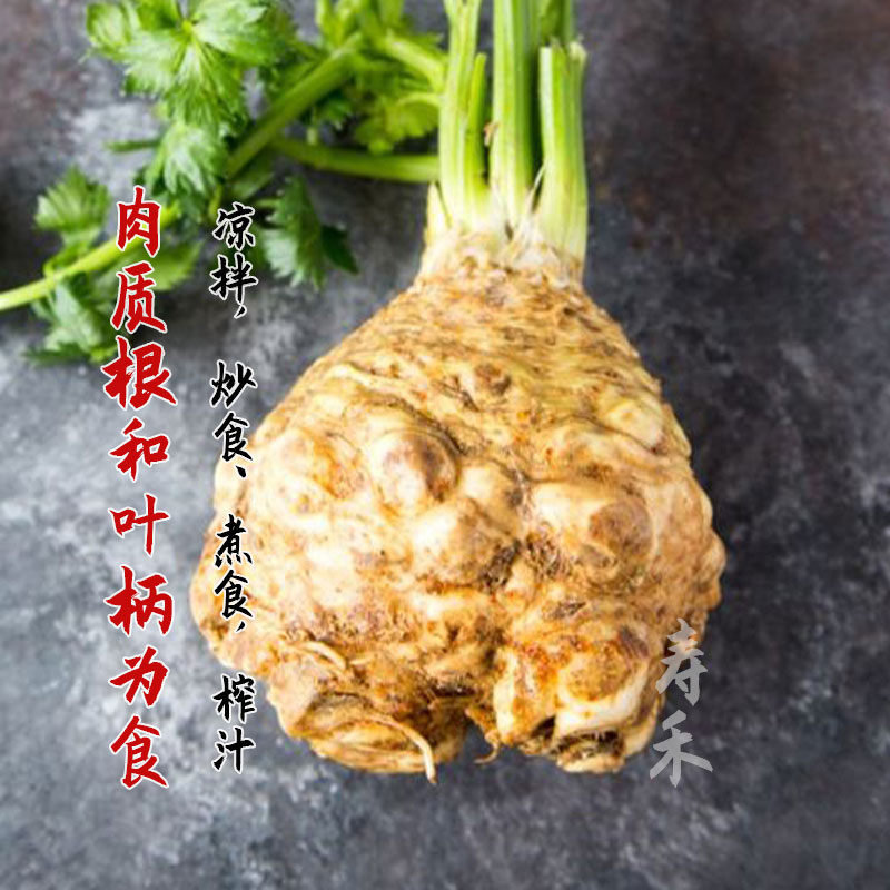 根芹种子芹菜种籽地中海根芹菜苗蔬菜种孑阳台春季四季播种