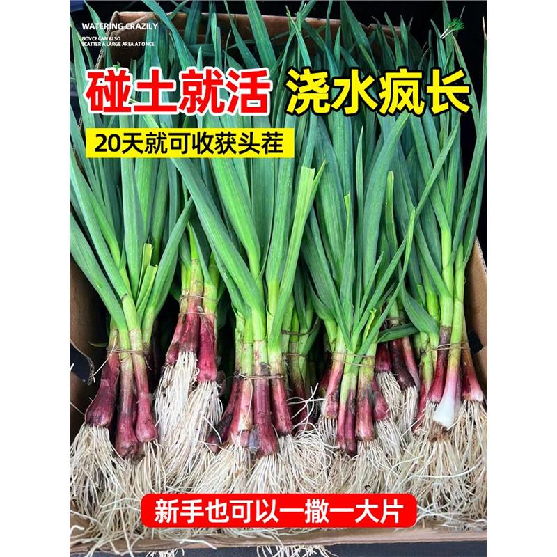 四季宽叶蒜苗蒜种大蒜种子种籽大蒜头红根紫皮自种红皮大蒜苗种子