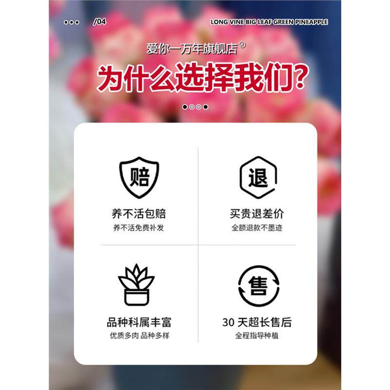 夏季多肉山地玫瑰水蜜桃酒杯粉耶罗鸡蛋翡翠球花绿多肉植物盆栽,淘宝优惠券,粉丝福利购,淘宝优惠卷