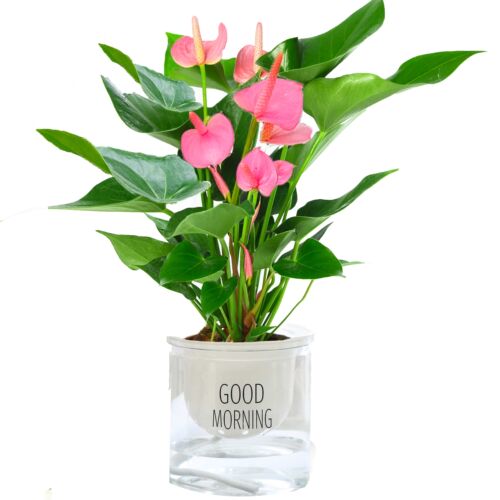粉掌白掌盆栽植物室内花卉好养水培一帆风顺红掌水养四季常青绿植 - 图3