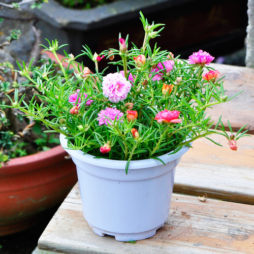太阳花苗盆栽带花苞混色重瓣花卉观花植物室内花带根阳台四季开花 - 图1