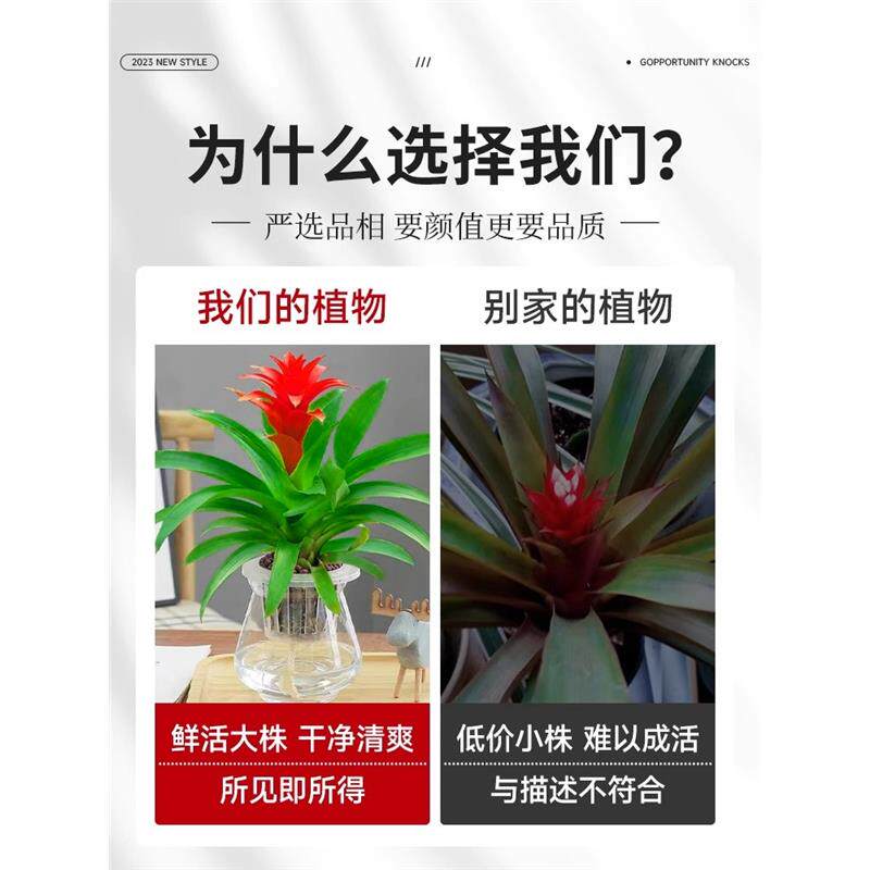鸿运当头盆栽大盆适合客厅摆放的花家养花卉植物室内花好养活四季