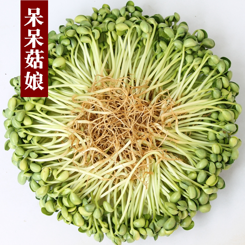 小黄豆5斤~发芽率高~发豆芽专用黄豆农家自种黄豆非转基因黄豆