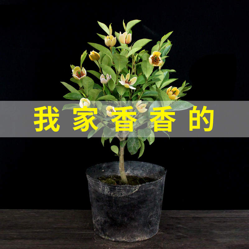 含笑花盆栽大树苗绿植物四季浓香白兰花老桩庭院阳台芳香室外黄花-图0