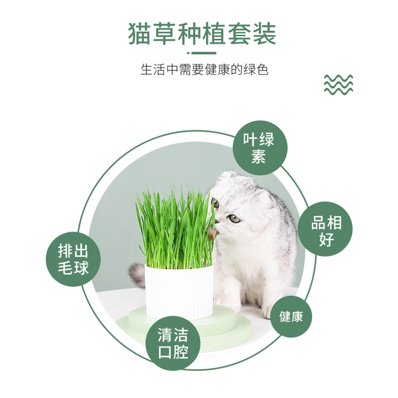 懒人猫草盆栽营养土壤种植套餐猫薄荷猫草种籽化毛吐毛球猫咪零食 - 图0
