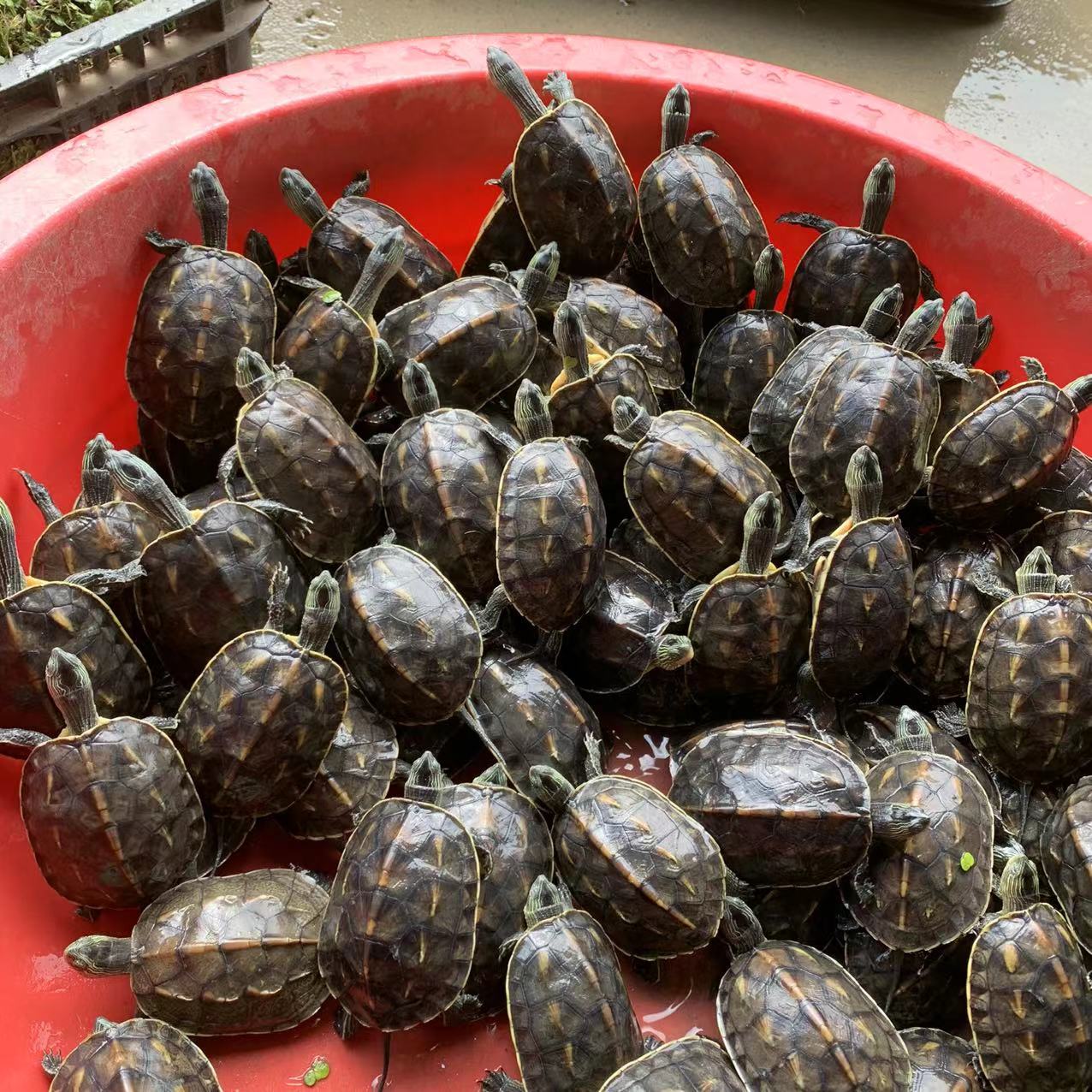 外塘珍珠龟活体宠物龟花龟台湾草龟观赏龟长寿水龟小乌龟活体直销_虎窝淘