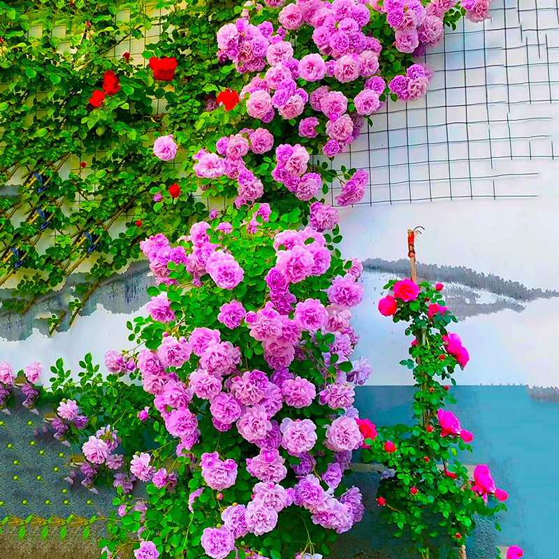 蓝色阴雨月季墙微花树苗爬藤蔷薇花苗四季开花适合院子里种植的花 - 图1