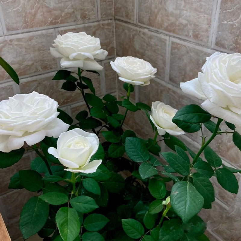 多季开大花浓香伊芙婚礼之路月季花苗纯白色玫瑰盆栽阳台观花植物-图0