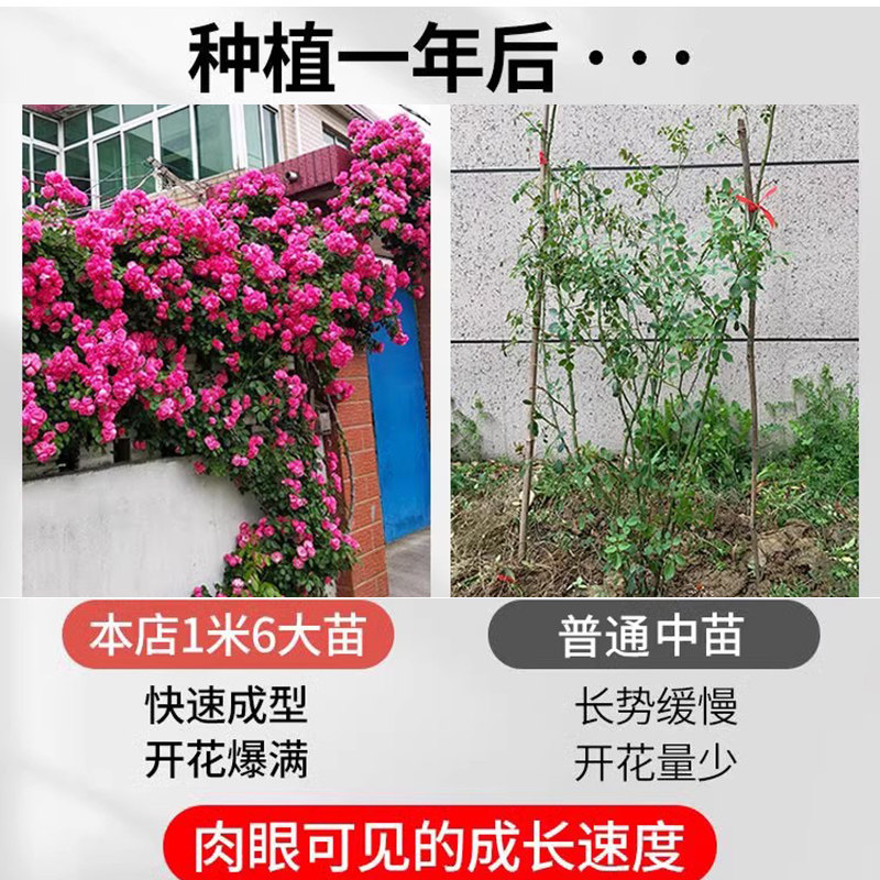 蔷薇花苗爬藤四季粉色粉龙大苗盆栽藤本开花植物爬墙龙沙宝石月季,淘宝优惠券,粉丝福利购,淘宝优惠卷