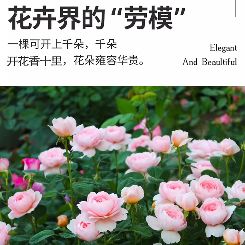 瑞典女王月季墙薇花苗爬藤树苗四季特大朵月季花啬薇花苗花卉大全,淘宝优惠券,粉丝福利购,淘宝优惠卷