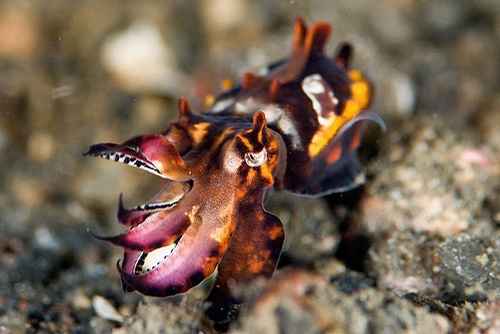 火焰乌贼 海洋生物活体 观赏鱼 海水鱼缸物种  水族 运损包赔墨鱼 - 图1