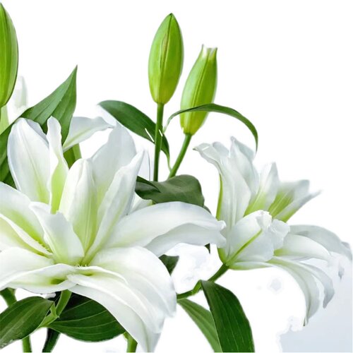 浪漫之星重瓣白色百合鲜花云南昆明基地市场直批真花插花水养顺丰 - 图3