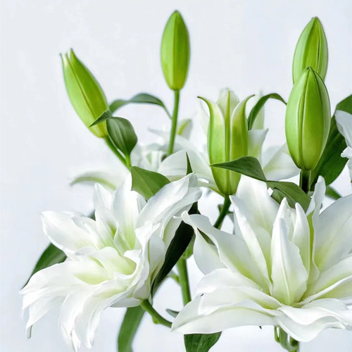 浪漫之星重瓣白色百合鲜花云南昆明基地市场直批真花插花水养顺丰 - 图0