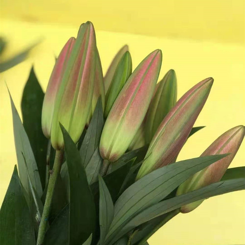 百合A罗宾娜鲜花云南基地直发昆明斗南直批顺丰水养花苞红色婚庆 - 图1