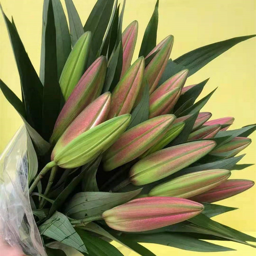 百合A罗宾娜鲜花云南基地直发昆明斗南直批顺丰水养花苞红色婚庆 - 图2
