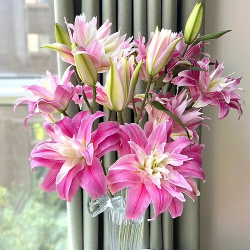 鲜花重瓣香水百合红丝带粉黛戴安娜昆明斗南基地直发家用水培插花 - 图1