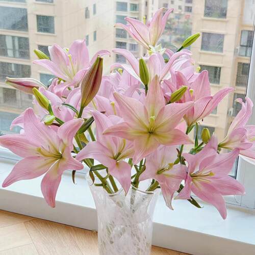 鲜花粉白色亚百合萌萌哒云南昆明斗南市场基地直发家用水养插花束 - 图2