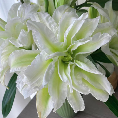 浪漫之星重瓣白色百合鲜花云南昆明基地市场直批真花插花水养顺丰 - 图2