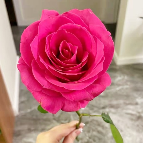 A级玫瑰佛洛依德云南鲜切花昆明基地斗南鲜花直发玫红色弗洛伊德 - 图0
