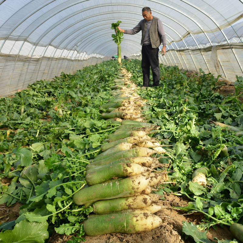 潍坊水果萝卜新鲜甜脆水果型萝卜顺丰青紫美人冰淇淋凤梨胡红萝卜,淘宝优惠券,粉丝福利购,淘宝优惠卷
