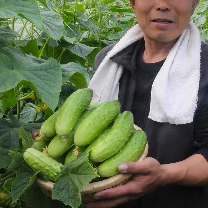 水果小黄瓜新鲜青瓜5斤山东非10海阳白玉东北旱土生吃鲜蔬菜包邮-图2