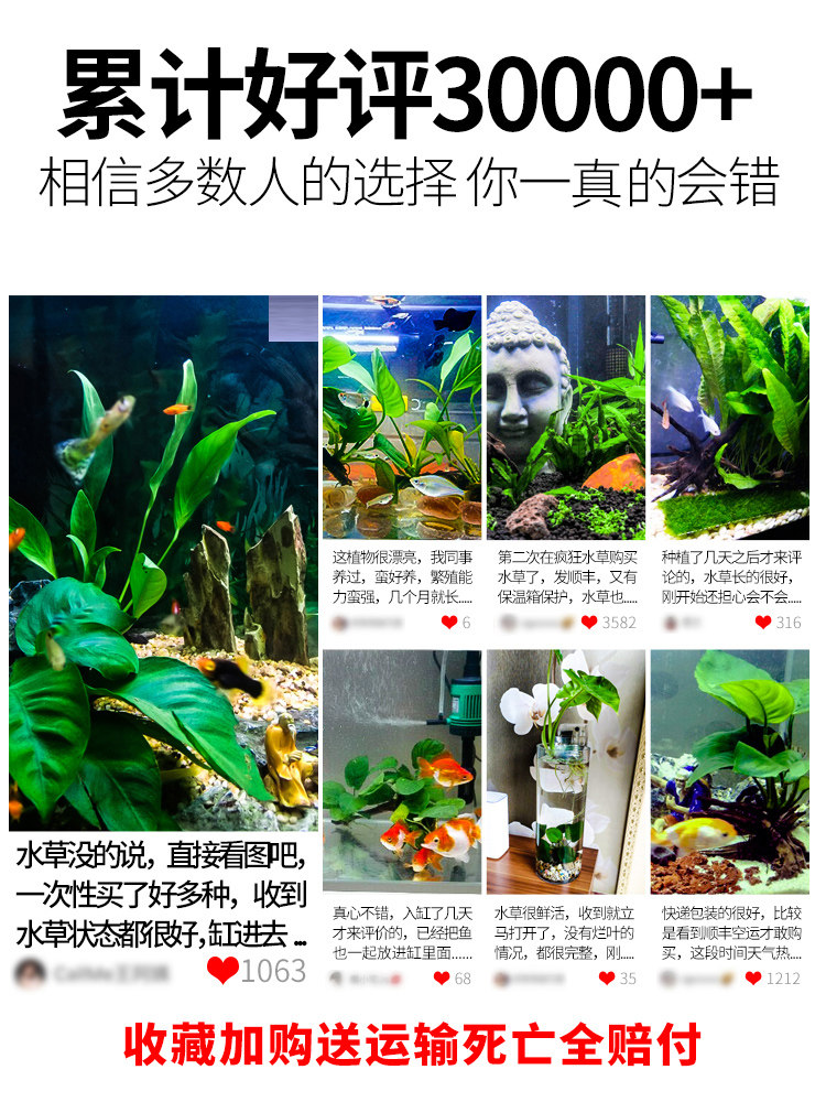 鱼缸水草植物真草造景套餐蜈蚣阴性增氧趴地矮珍珠活懒人水榕沉木 - 图3