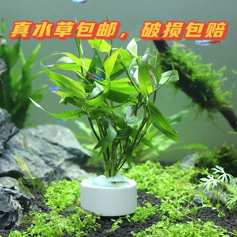 懒人造景红色前景活体真水草淡水植物阴性红波坨草陀无需co2底沙 量子水草 淘优券