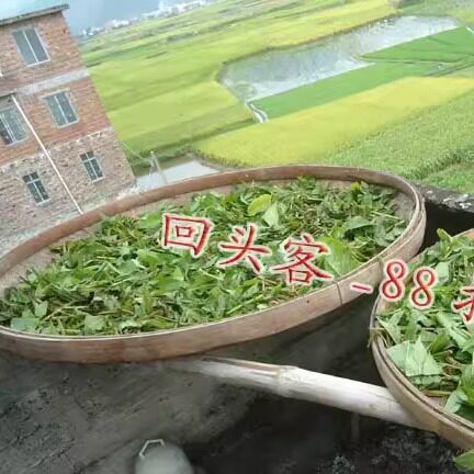 正宗连州连南清远溪黄草茶中药材狭基线纹香茶菜溪沟草苦原无加工 - 图2