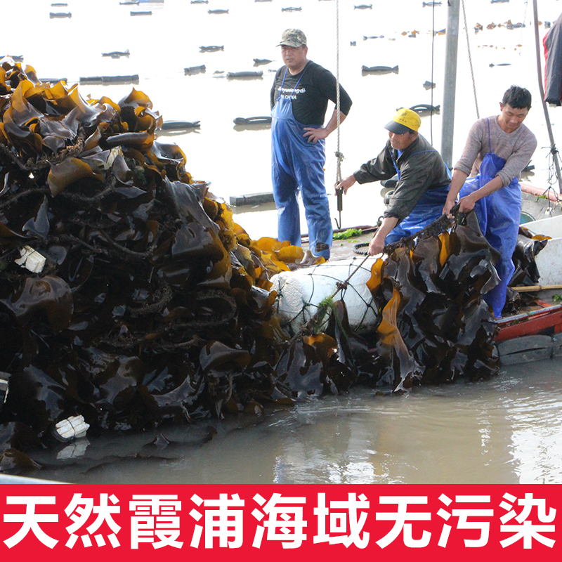 新货霞浦日晒500g干海带丝干货 天然干净无沙凉拌一件包邮 - 图2