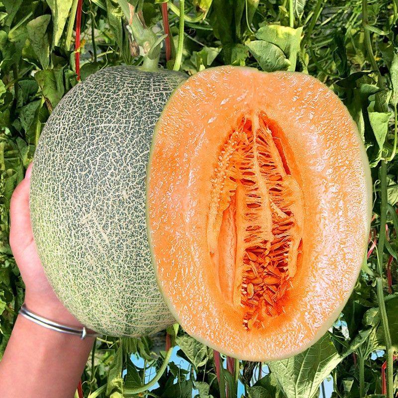 现摘新鲜山东哈密瓜水果当季网纹蜜瓜孕妇玫珑玲玉甜瓜冰淇淋超甜,淘宝优惠券,粉丝福利购,淘宝优惠卷