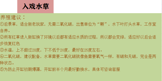 紫三角水下叶荷兰景用于后景皮实耐养适合新手无需转水入缸即活-图2