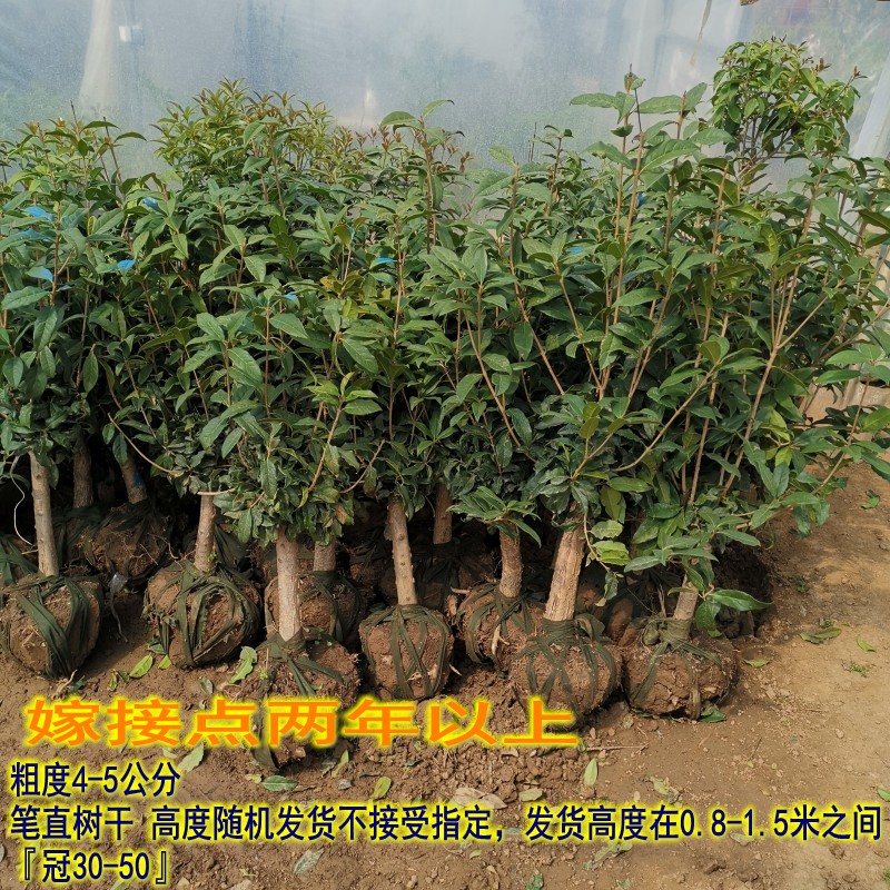 桂花树秋季开花植物嫁接桂花金贵丹桂月桂树四季常绿精品桂花包邮 - 图0