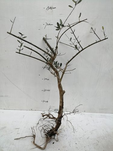 包活5年生油橄榄树桩农户基地直销裸根保湿包装四季常绿盆景老桩 - 图1