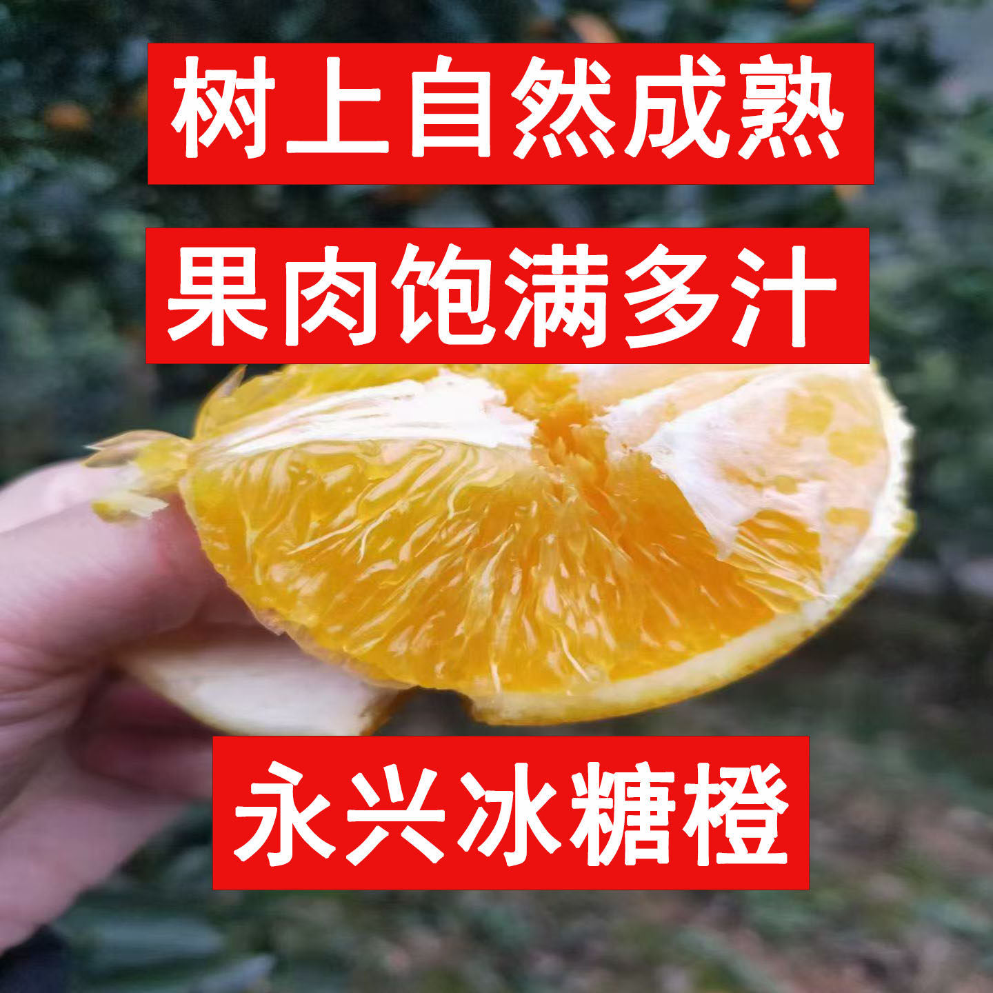 郴州正宗永兴冰糖橙自然大果冰糖柑湖南特产新鲜水果现摘现发包邮,淘宝优惠券,粉丝福利购,淘宝优惠卷