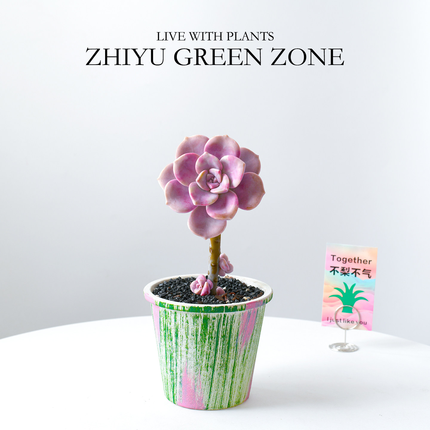 紫乐老桩多肉植物粉色肉肉桌面阳台好养新手绿植室内花卉盆栽礼物,淘宝优惠券,粉丝福利购,淘宝优惠卷