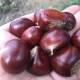 Qianxi authentic wild Yanshan fresh chestnuts