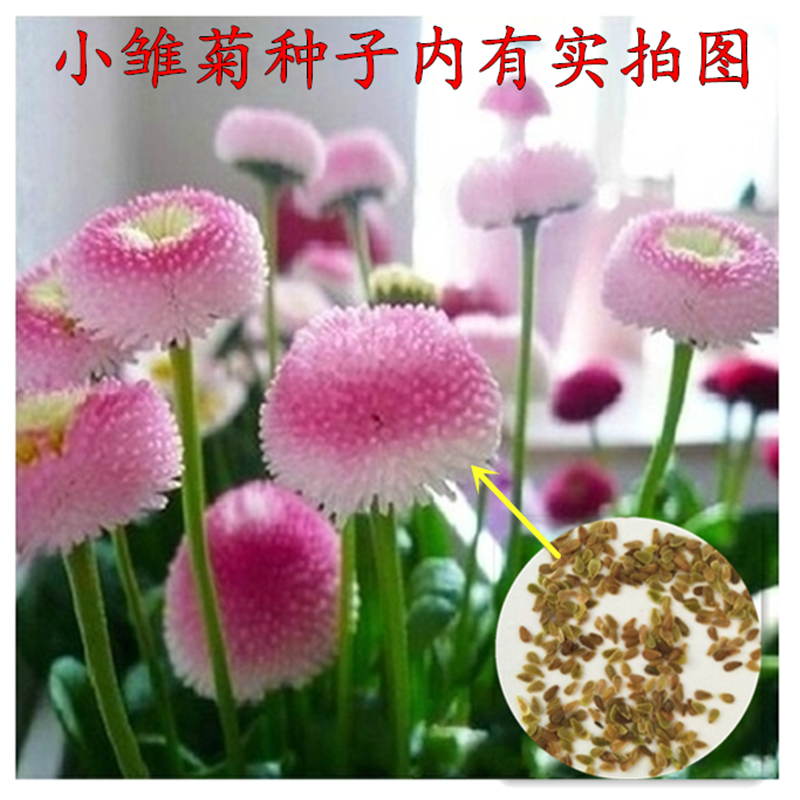 小雏菊花种子 雏菊种子 四季播种花卉种子多年生阳台盆栽花籽