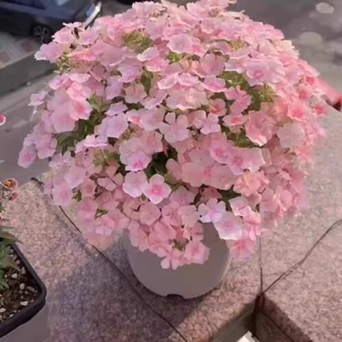 福禄考花种四季播种花卉植物室内花盆栽草花籽阳台易成活花种籽子 - 图2