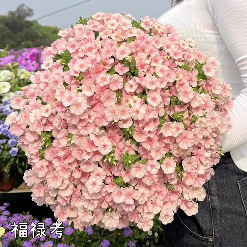 福禄考花种四季播种花卉植物室内花盆栽草花籽阳台易成活花种籽子 - 图1
