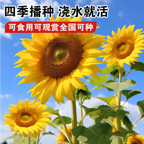 食用向日葵种子长杆葵花种籽大粒瓜籽葵种子庭院菜园葵花种子大全 - 图0