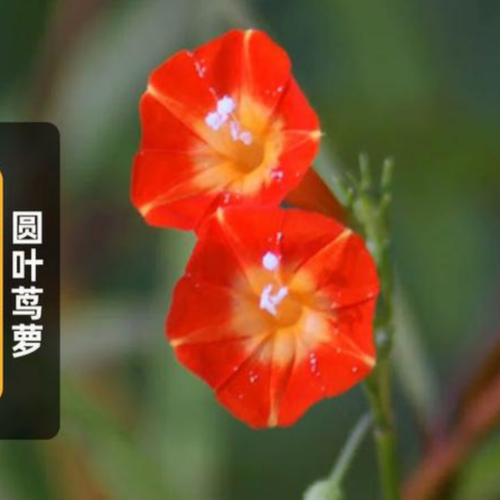 羽叶茑萝花籽五角星花卉种子庭院爬藤盆栽阳台易种活好开花 - 图2