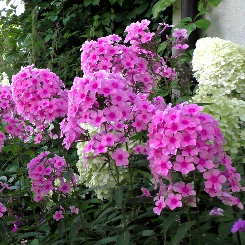 博众喜阳耐寒福禄 考荷兰小姐 庭院花园圆锥伞形花序宿根盆栽花卉 - 图1