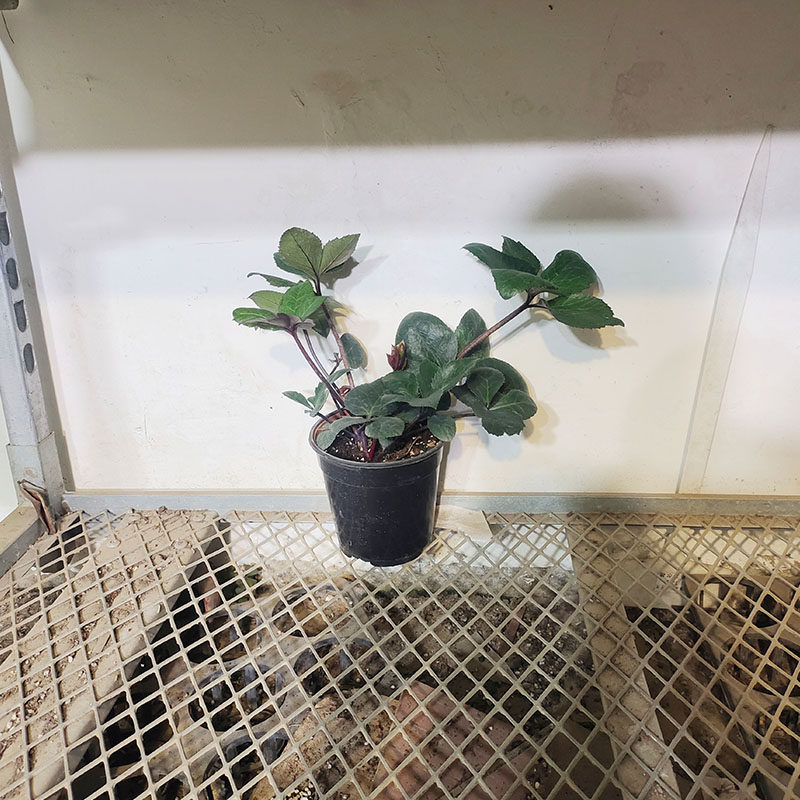 博众农业进口无性系铁筷子花苗圣诞玫瑰盆栽冰雪系列耐寒花卉,淘宝优惠券,粉丝福利购,淘宝优惠卷