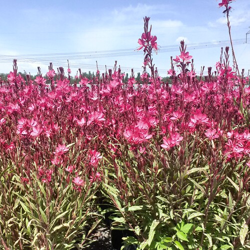 博众耐寒山桃草喜光耐半阴庭院花园丰花宿根盆栽 - 图1