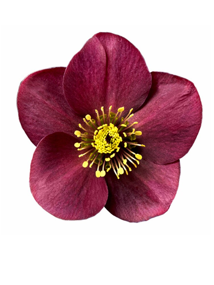 博众进口无性系铁筷子花苗圣诞玫瑰盆栽冰雪系列冰霜系列耐寒花卉,淘宝优惠券,粉丝福利购,淘宝优惠卷