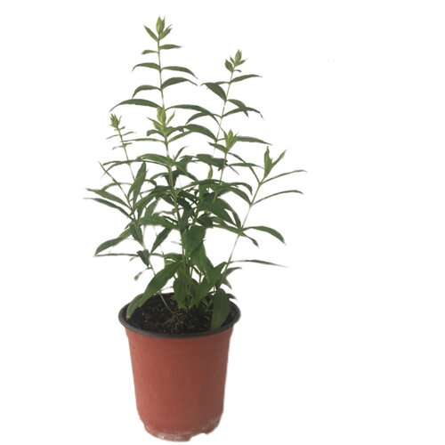 博众喜阳耐寒福禄 考荷兰小姐 庭院花园圆锥伞形花序宿根盆栽花卉 - 图3
